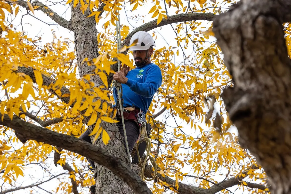 Skilled Tree Transplanting crew working in Collins